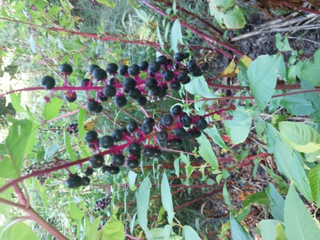 dozoreli plodovi